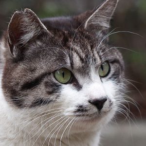 タンタル お顔アップ