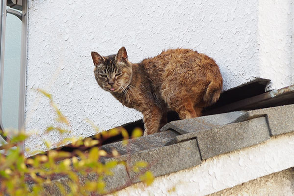 立ったままこちらを見るルル