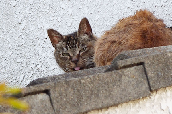 ruru watching me from the roof