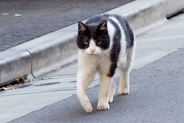 nicole walking