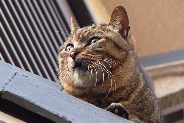 fang on the roof closeup