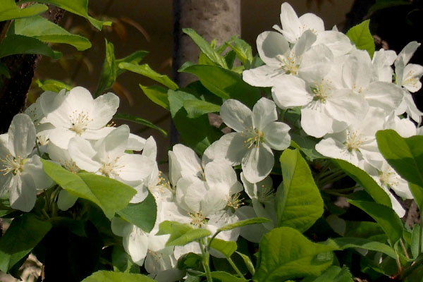 white flower