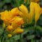 freesia yellow flower