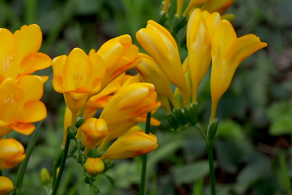 freesia yellow flower