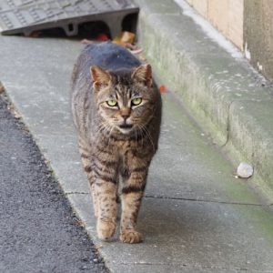 tabitts meow