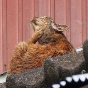 ruru scratching