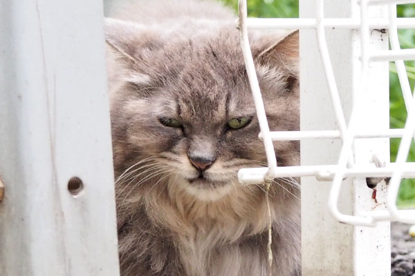 Mafu very ungry face