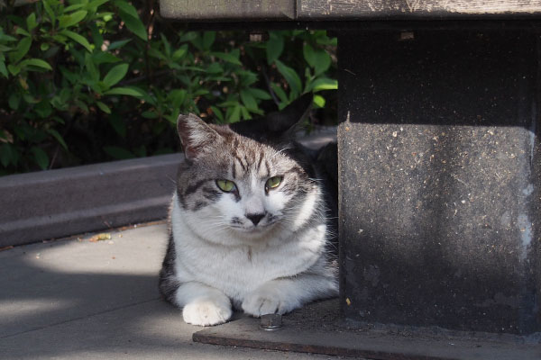 tantal under the bench