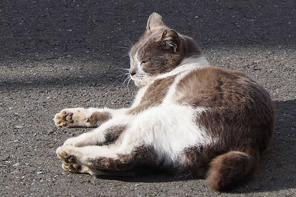 chibi in the sunlight