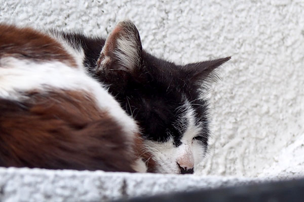 caru sleeping on the wall