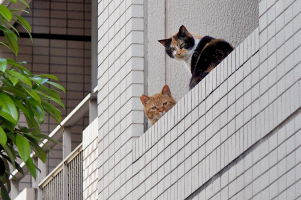 riko and cub on 2nd floor