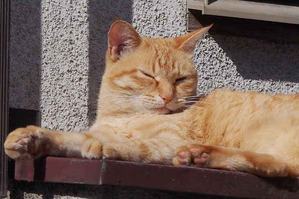 sora face in the sunshine