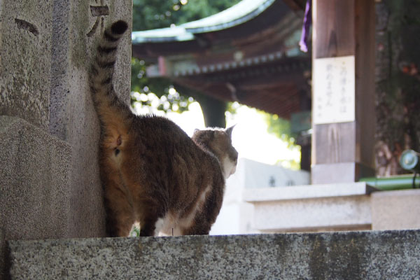 shizuku on top of step