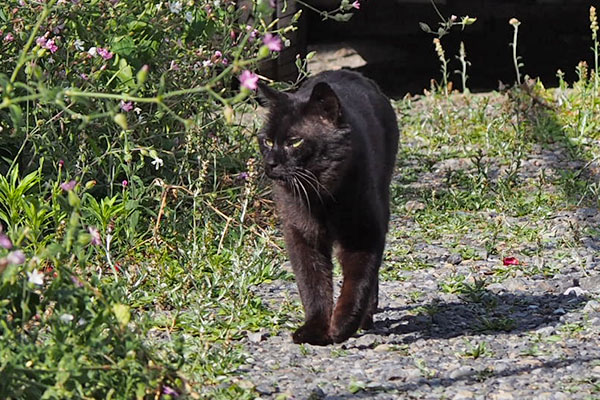 canada bkcat rock