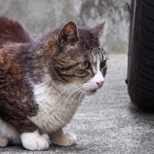 charol face side view