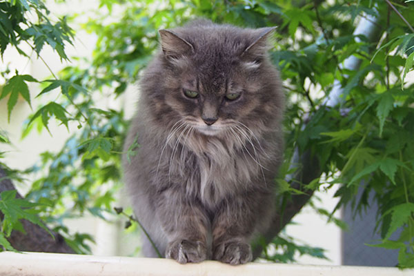 fluffy cat with AOMOMIJI