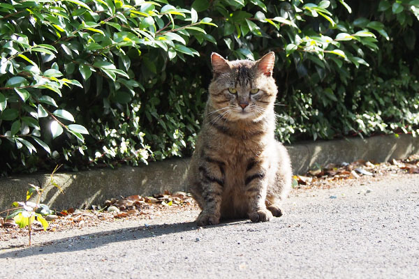 tokky sitting and watching me