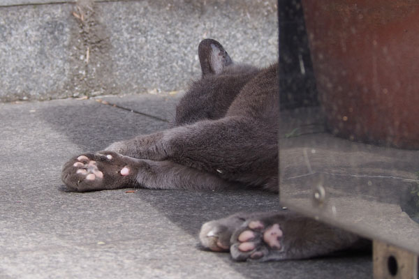 roshigre cute pink paws