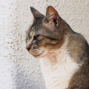 yuu profile left side