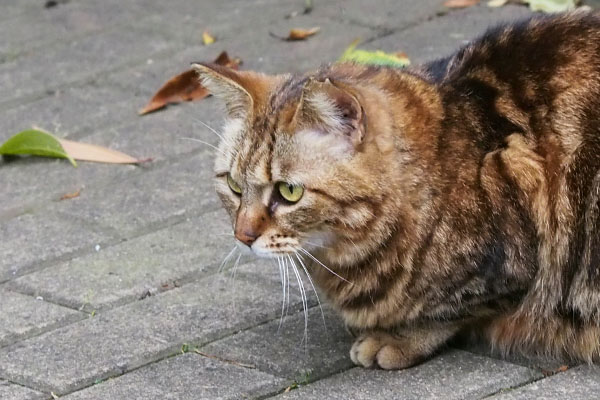 kuratan watching male cat who follow her