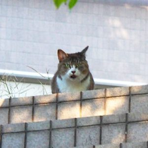 mary on the top of step cl