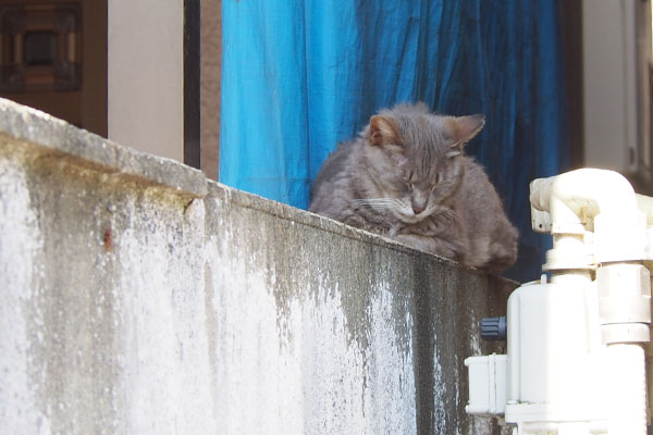 Cipi sleeping on the wall