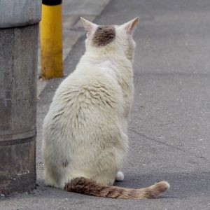 juri back view jet ears