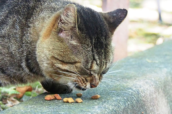 tokky eats catfood