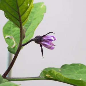 flower of eggplant