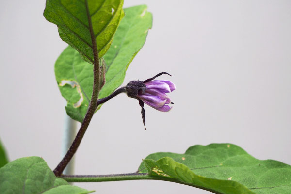 flower of eggplant