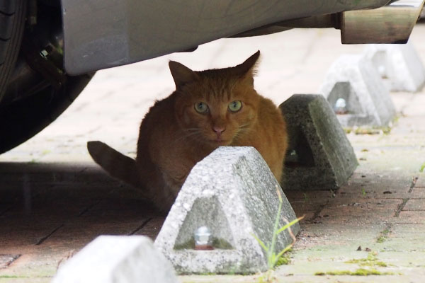 paw under the car