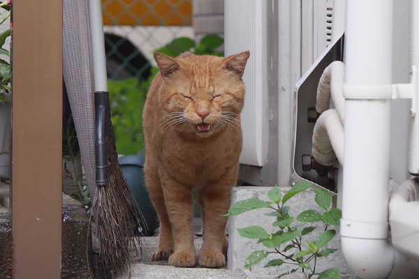 jin meowing with close his eyes