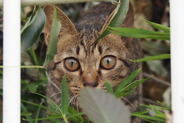 Tabby kitten with amber eyes