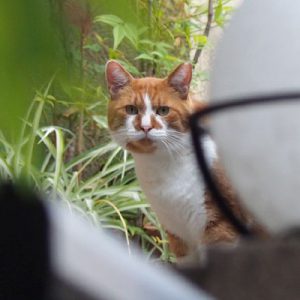 坂の上のムートン ズーム