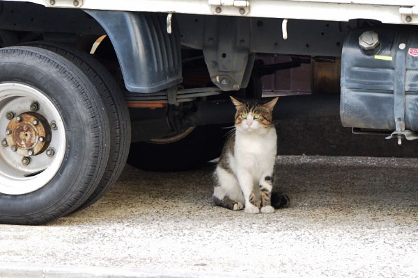 reota sitting under the truck