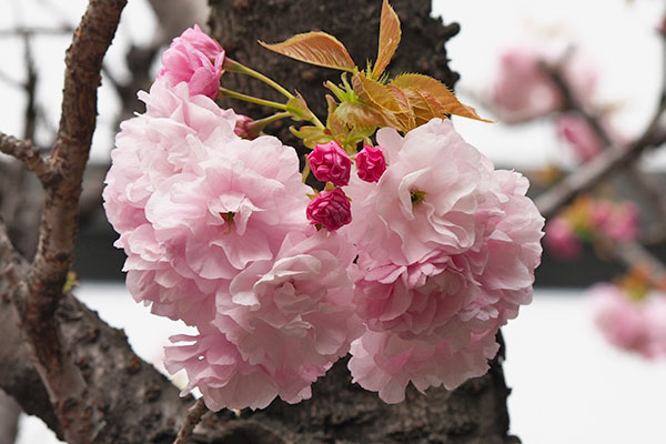flower kind of Sakura