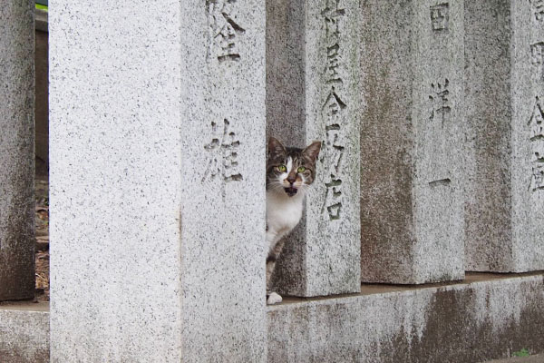 shizuku meowing