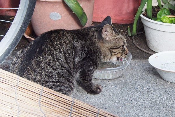 お水を飲む　キー坊