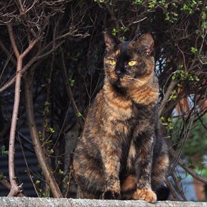 ラコ キリリと良いお顔