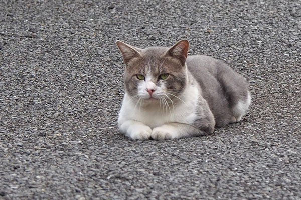 ダル太こっちを見る