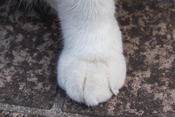 chrom right hand closeup