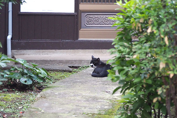 black and wahite cat