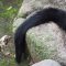 Tail of Akashi bkcat