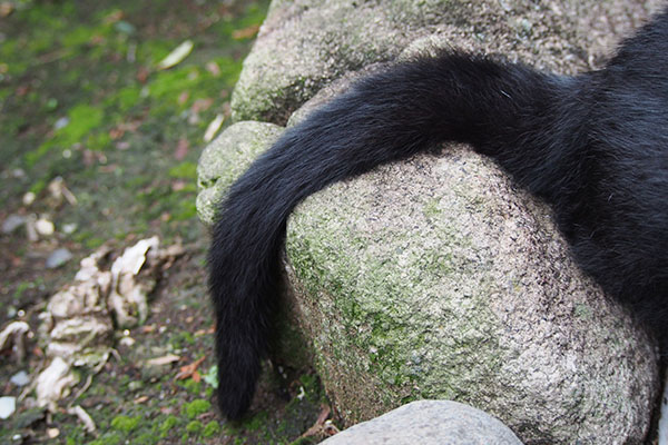 Tail of Akashi bkcat