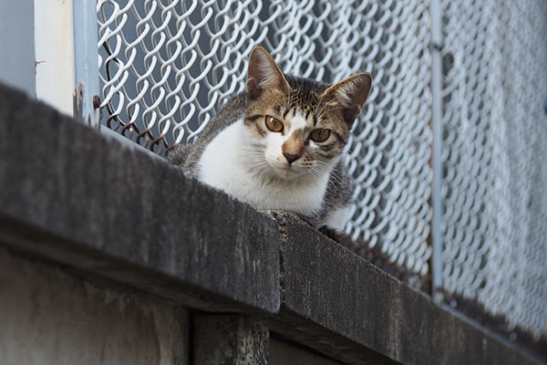 美猫の　コーちゃん