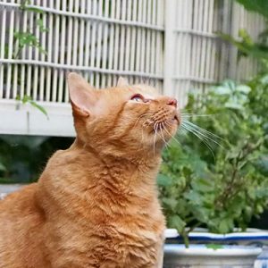 charchan looking the sky