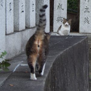 Shizuku says hallo to Reota