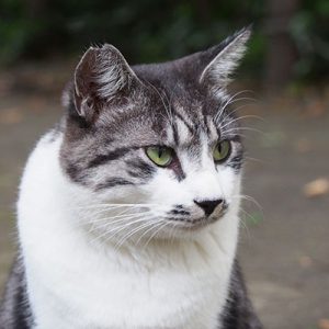 にゃんで タンタル