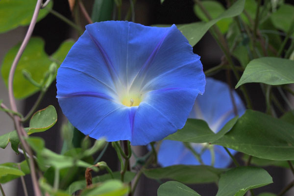 blue Morning glory