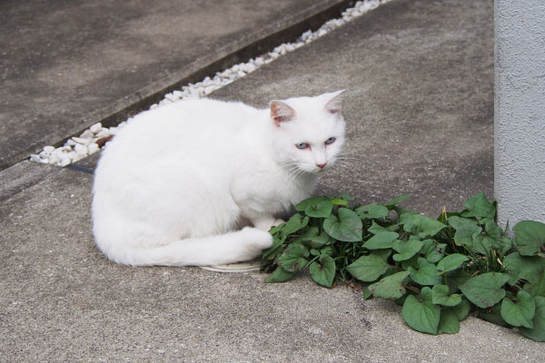 riri sitting beside leaves